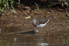 David Plant Photography - Wildlife Photographer - Green sandpiper - J
